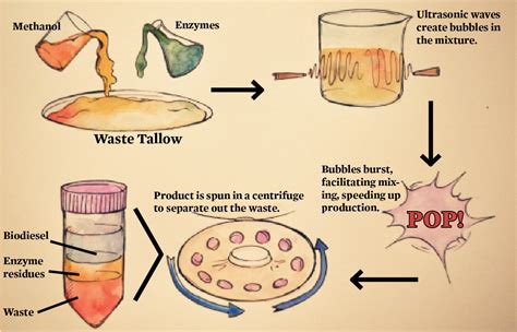 Tallow – An Unsung Hero in Cosmetics and Biodiesel Production!