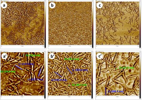 Alginate – Biocompatible Marvel for Regenerative Medicine and Drug Delivery!